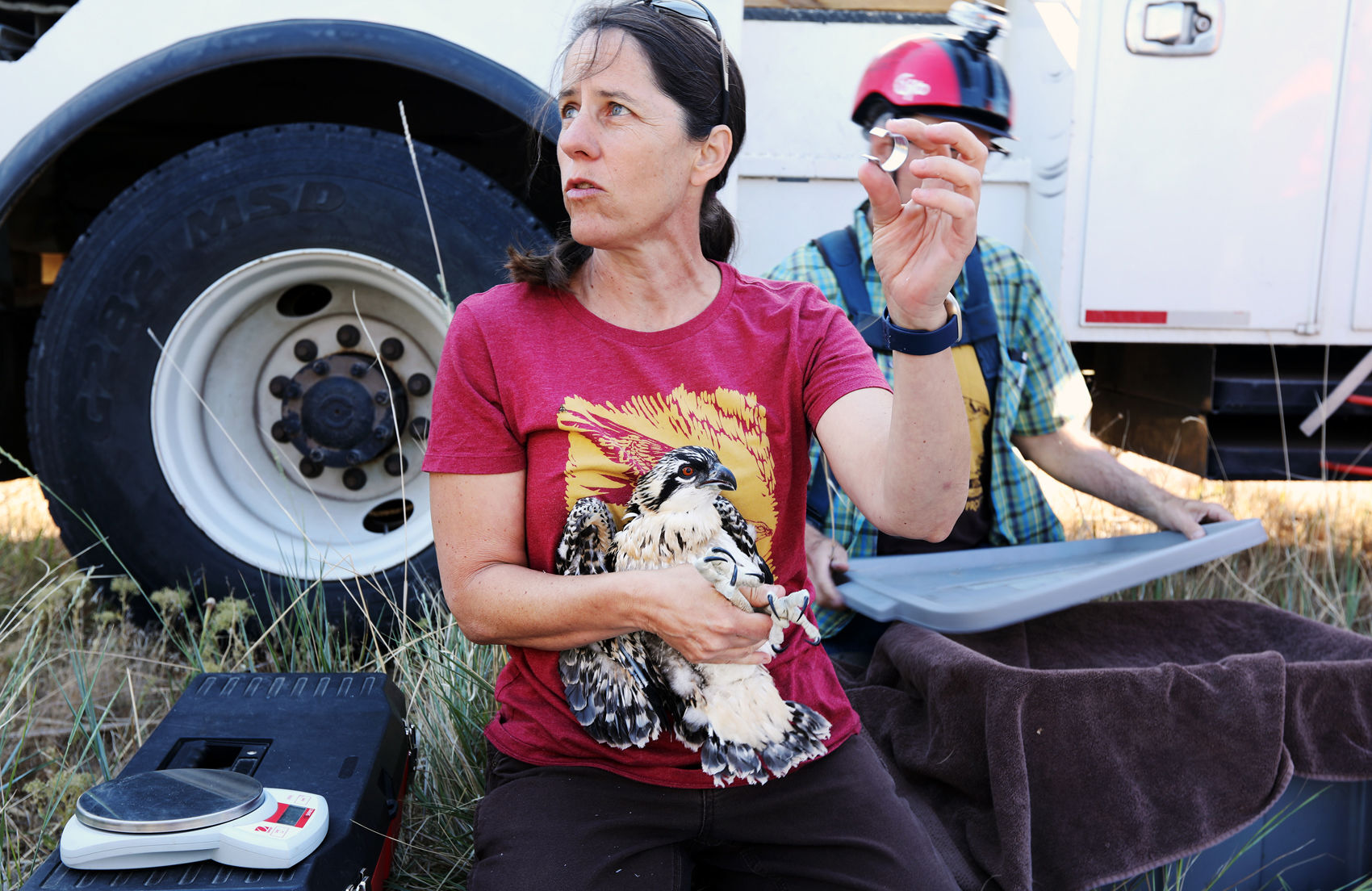 Canaries in the copper mine: Upper Clark Fork osprey decline leaves biologists wary 2 Osprey chicks help scientists determine the health of the Clark Fork River